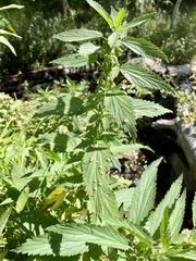 Puccinia