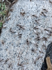 Reticulitermes flavipes