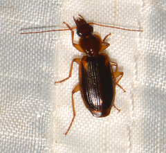 Cymindis limbata
