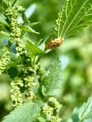 Puccinia