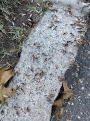 Reticulitermes flavipes