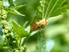 Puccinia