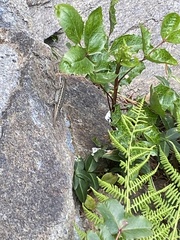 Sceloporus graciosus