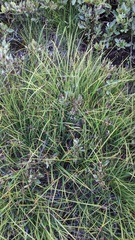 Carex scopulorum