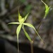 Caladenia xanthochila - Photo (c) Michael Keogh,  זכויות יוצרים חלקיות (CC BY-NC-SA), הועלה על ידי Michael Keogh
