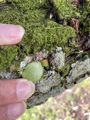Pyrrosia eleagnifolia