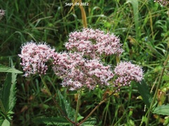 Eupatorium lindleyanum