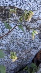 Brickellia grandiflora