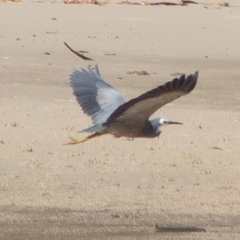 Egretta novaehollandiae