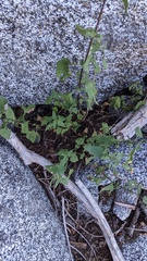 Brickellia grandiflora