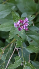 Ageratina occidentalis
