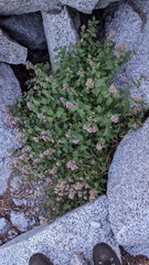 Ageratina occidentalis