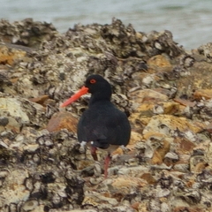 Haematopus longirostris