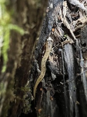 Desmognathus ochrophaeus
