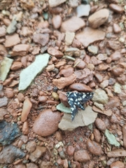 Pseudothyris sepulchralis