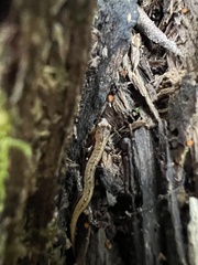 Desmognathus ochrophaeus