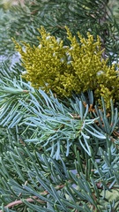 Arceuthobium campylopodum