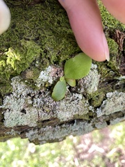 Pyrrosia eleagnifolia