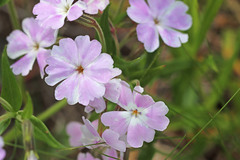 Phlox speciosa