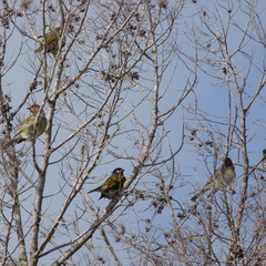 Sphecotheres vieilloti