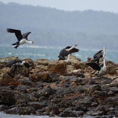 Phalacrocorax varius