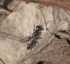 Dolichurus