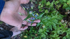 Eucephalus ledophyllus