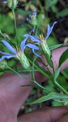 Eucephalus ledophyllus