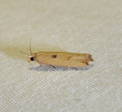 Bactra