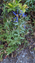 Eucephalus ledophyllus