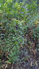 Eucephalus ledophyllus