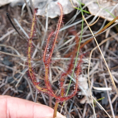 Drosera binata