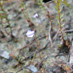 Utricularia lateriflora
