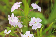 Phlox speciosa