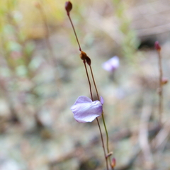 Utricularia lateriflora