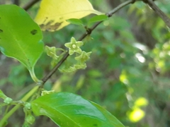 Geniostoma ligustrifolium