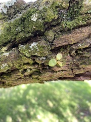 Pyrrosia eleagnifolia