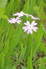 Phlox speciosa