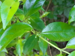 Geniostoma ligustrifolium