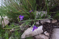 Tradescantia wrightii