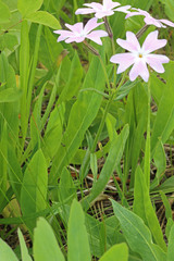 Phlox speciosa