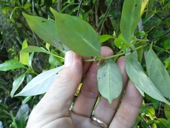 Geniostoma ligustrifolium