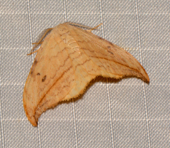 Drepana arcuata