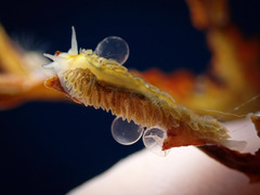 Fiona pinnata