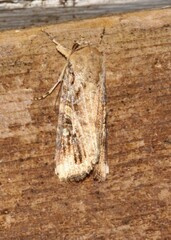 Spodoptera frugiperda