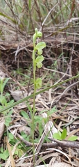 Pterostylis mutica