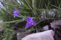 Tradescantia wrightii