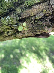 Pyrrosia eleagnifolia