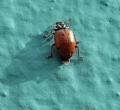 Hippodamia convergens