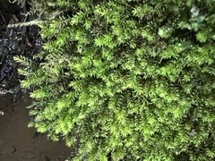 Racomitrium aciculare